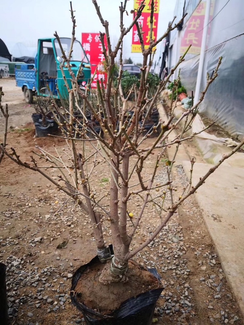 腊梅花树苗盆栽浓香型花卉梅花盆景老桩耐寒植物室内阳台庭院