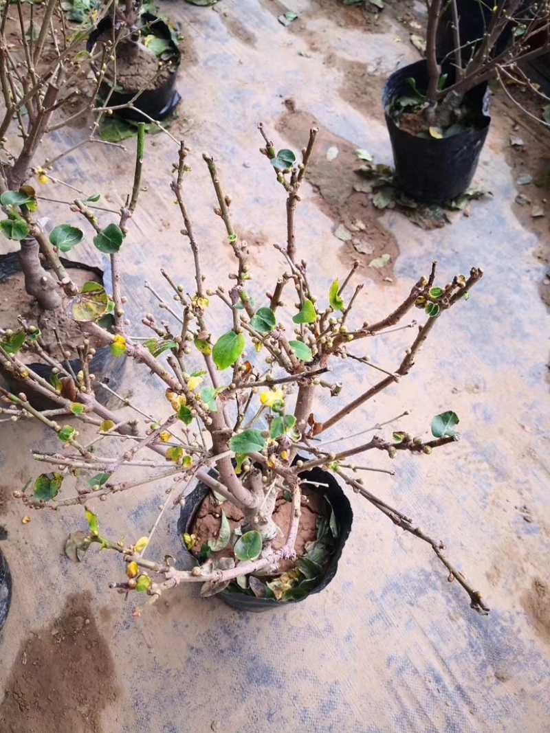 腊梅花树苗盆栽浓香型花卉梅花盆景老桩耐寒植物室内阳台庭院