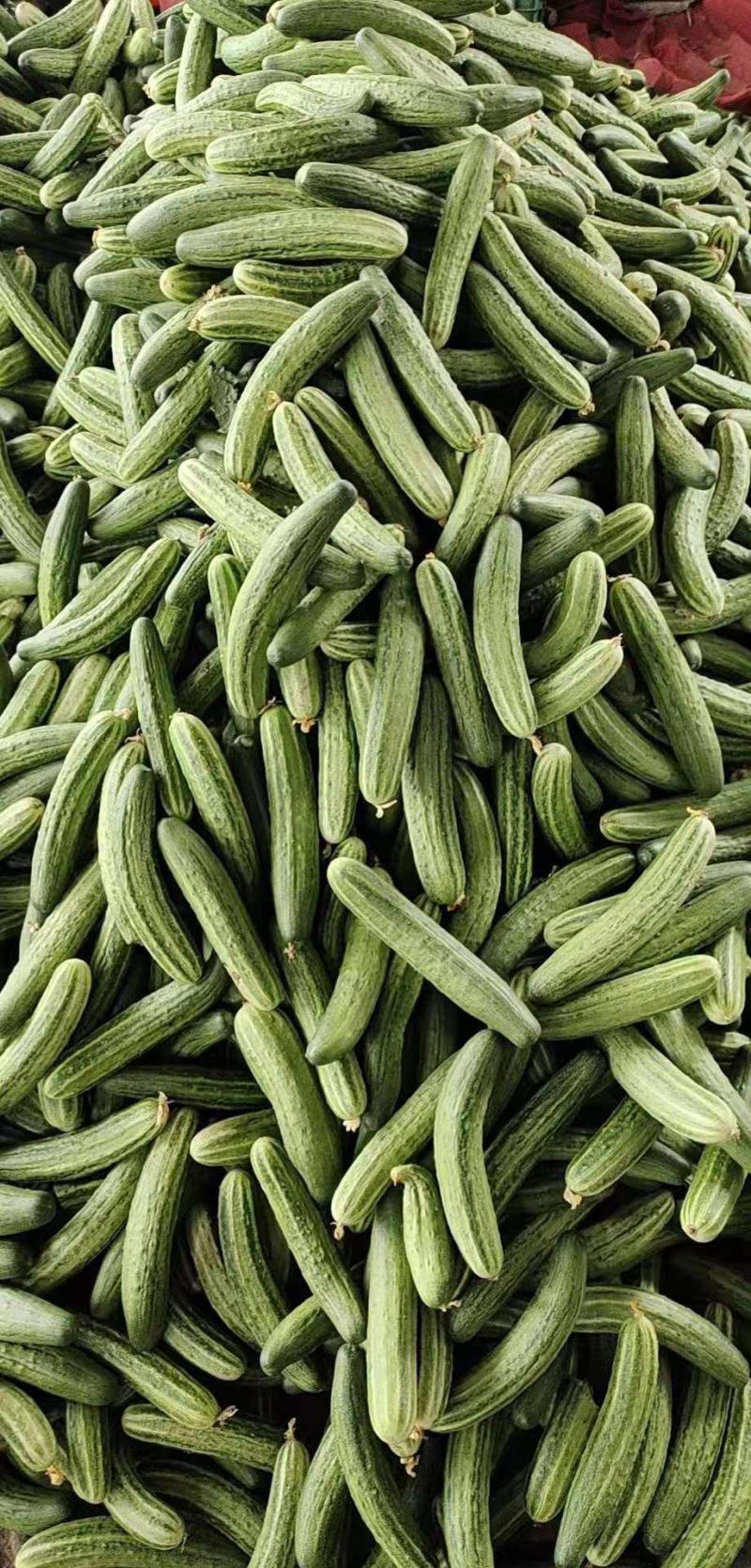 黄瓜每天可以出货30万斤