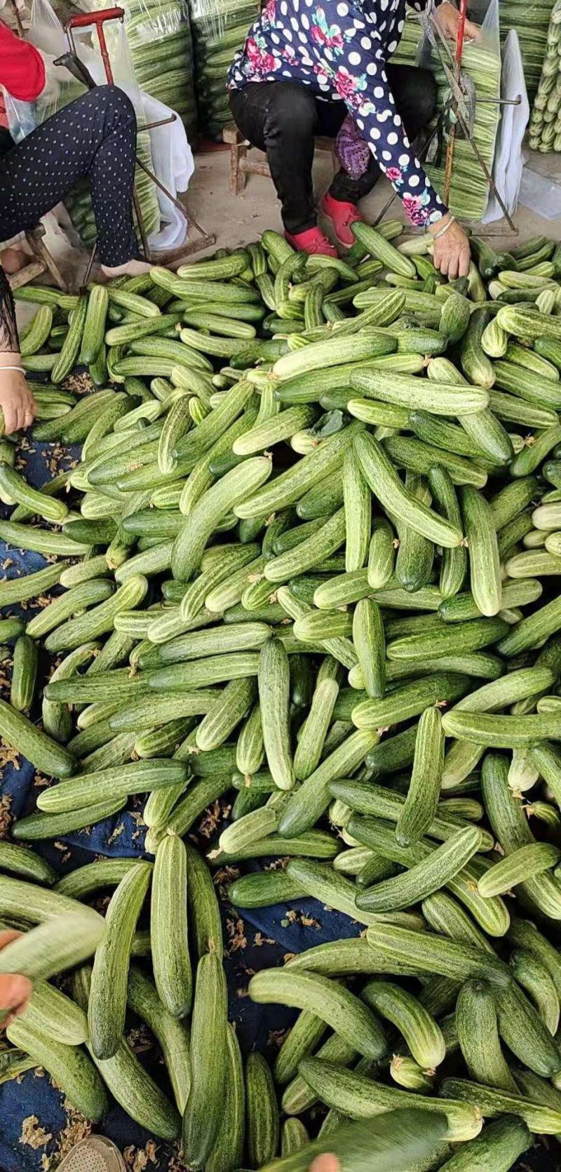 黄瓜每天可以出货30万斤