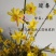 迎春花苗盆栽老桩垂吊攀援庭院绿化报春花观赏花卉耐寒迎春花
