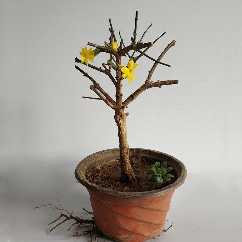 迎春花苗盆栽老桩垂吊攀援庭院绿化报春花观赏花卉耐寒迎春花