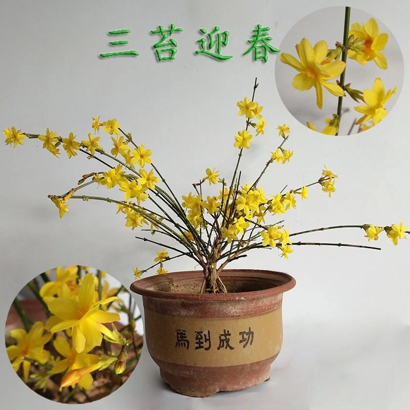 迎春花苗盆栽老桩垂吊攀援庭院绿化报春花观赏花卉耐寒迎春花