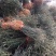 围园铁篱笆枸橘苗枳壳苗嫁接砧木篱笆护院带刺植物现起