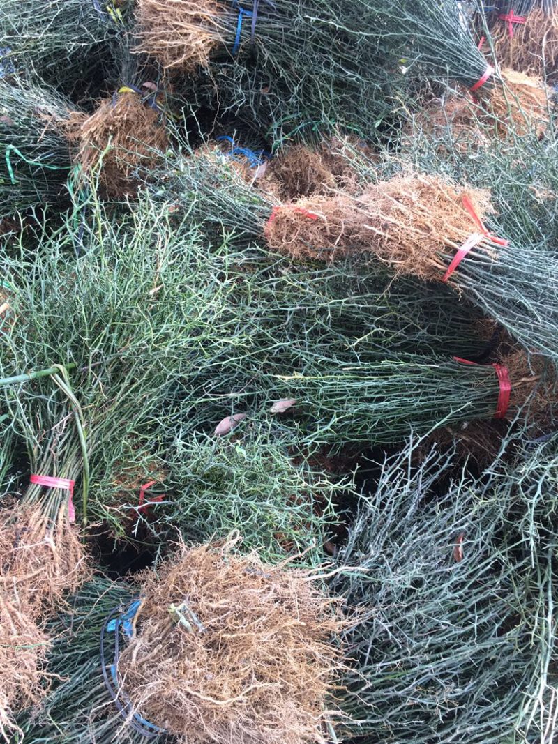 围园铁篱笆枸橘苗枳壳苗嫁接砧木篱笆护院带刺植物现起