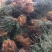 围园铁篱笆枸橘苗枳壳苗嫁接砧木篱笆护院带刺植物现起