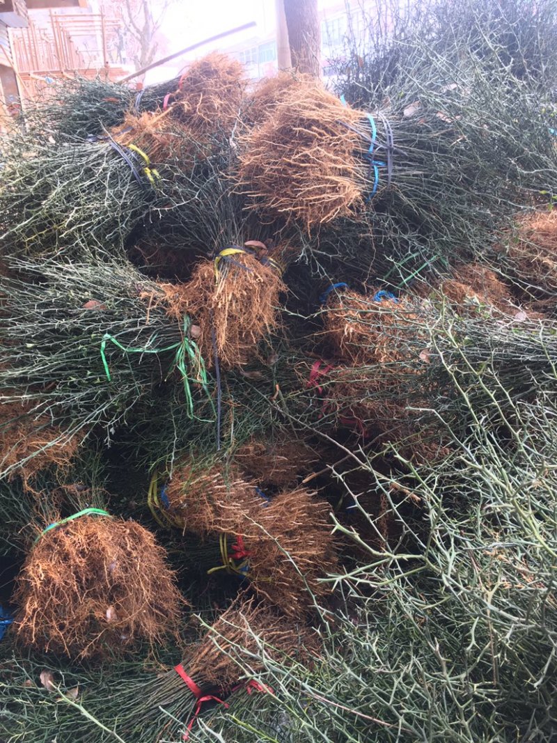 围园铁篱笆枸橘苗枳壳苗嫁接砧木篱笆护院带刺植物现起