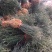 围园铁篱笆枸橘苗枳壳苗嫁接砧木篱笆护院带刺植物现起