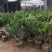 红山茶花四季山茶花嫁接红山茶花苗盆栽阳台四季茶花