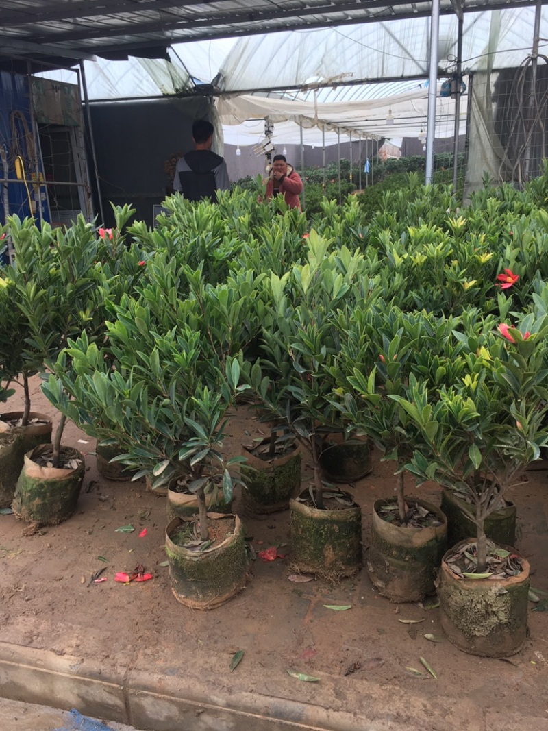 红山茶花四季山茶花嫁接红山茶花苗盆栽阳台四季茶花