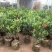 红山茶花四季山茶花嫁接红山茶花苗盆栽阳台四季茶花