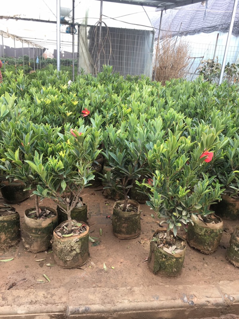 红山茶花四季山茶花嫁接红山茶花苗盆栽阳台四季茶花