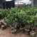 红山茶花四季山茶花嫁接红山茶花苗盆栽阳台四季茶花