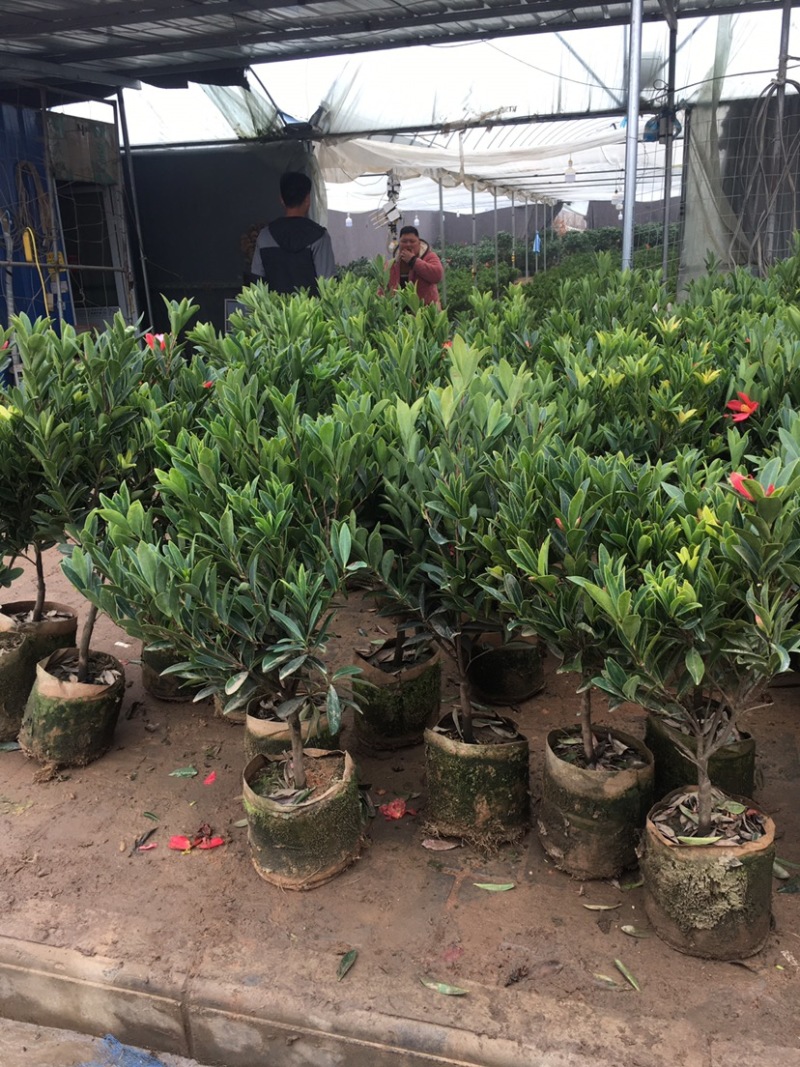 红山茶花四季山茶花嫁接红山茶花苗盆栽阳台四季茶花