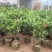红山茶花四季山茶花嫁接红山茶花苗盆栽阳台四季茶花