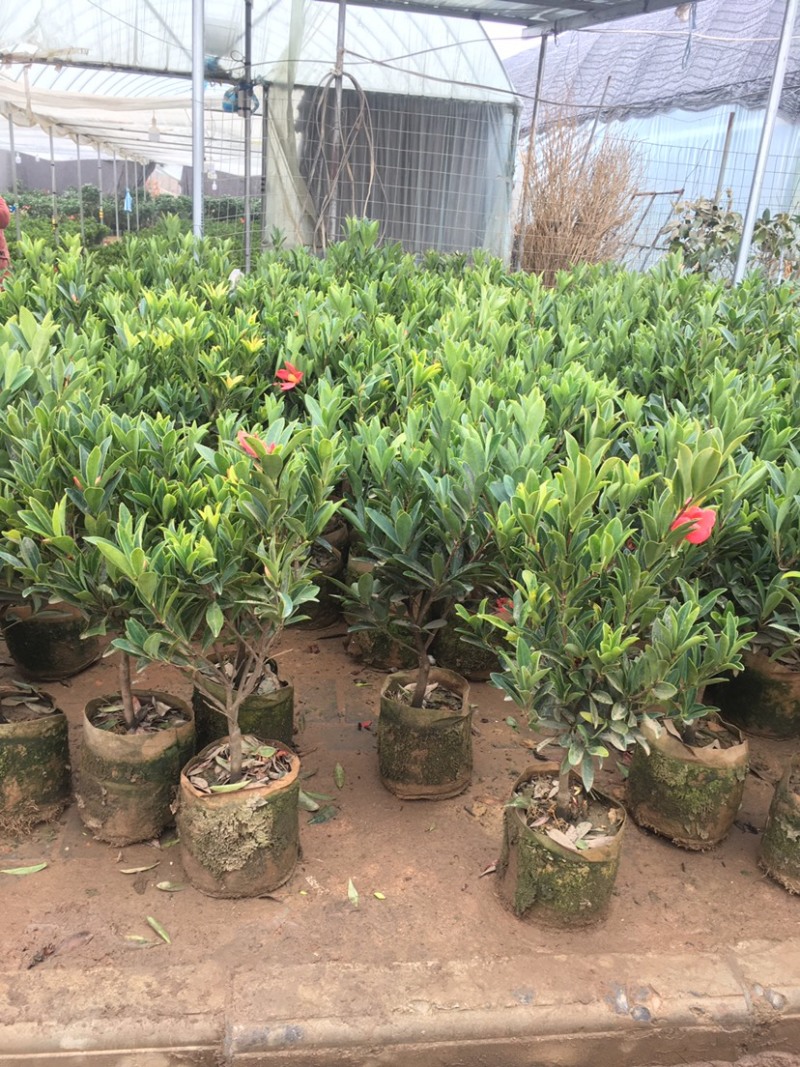 红山茶花四季山茶花嫁接红山茶花苗盆栽阳台四季茶花