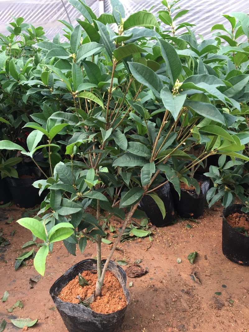 【四季开花】桂花树苗盆栽客厅庭院室内外浓香型花卉绿植好养