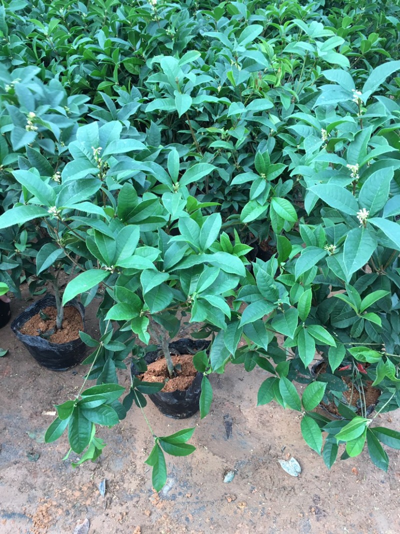 【四季开花】桂花树苗盆栽客厅庭院室内外浓香型花卉绿植好养