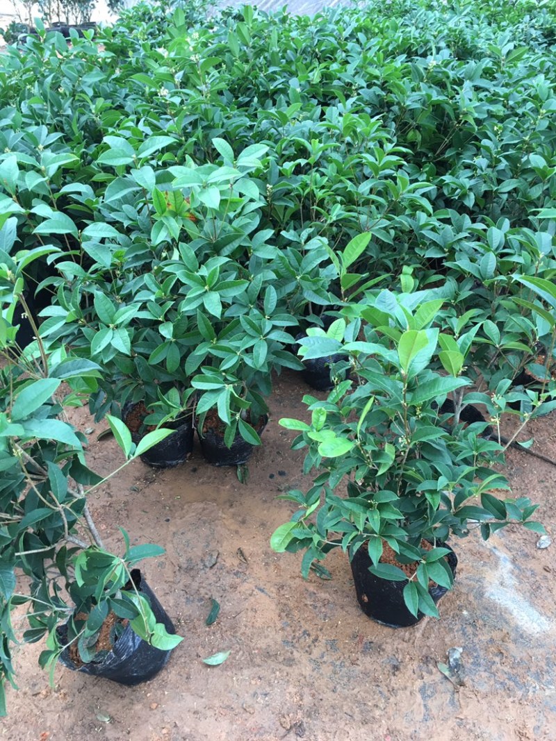 【四季开花】桂花树苗盆栽客厅庭院室内外浓香型花卉绿植好养