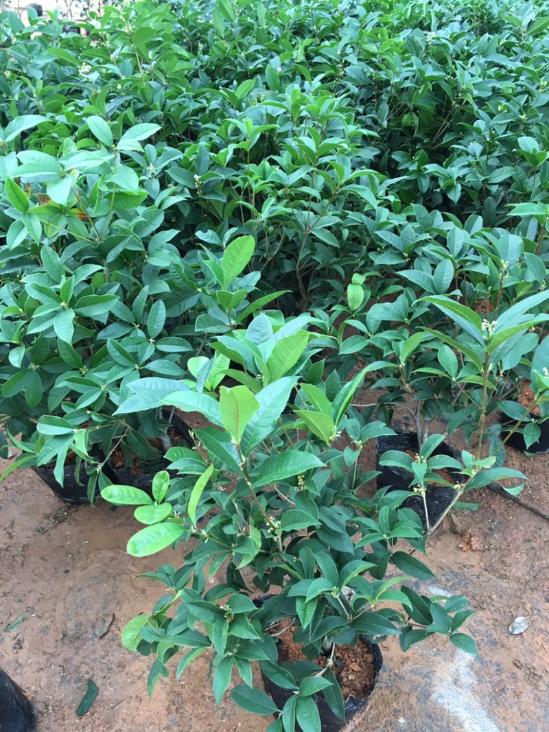 【四季开花】桂花树苗盆栽客厅庭院室内外浓香型花卉绿植好养