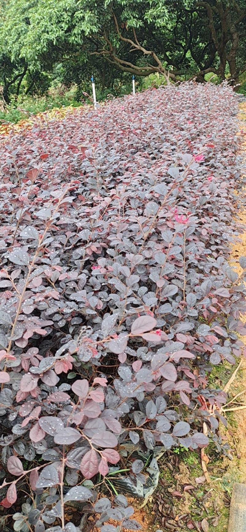红继木，双面红，红花继木优质地被袋苗品类多