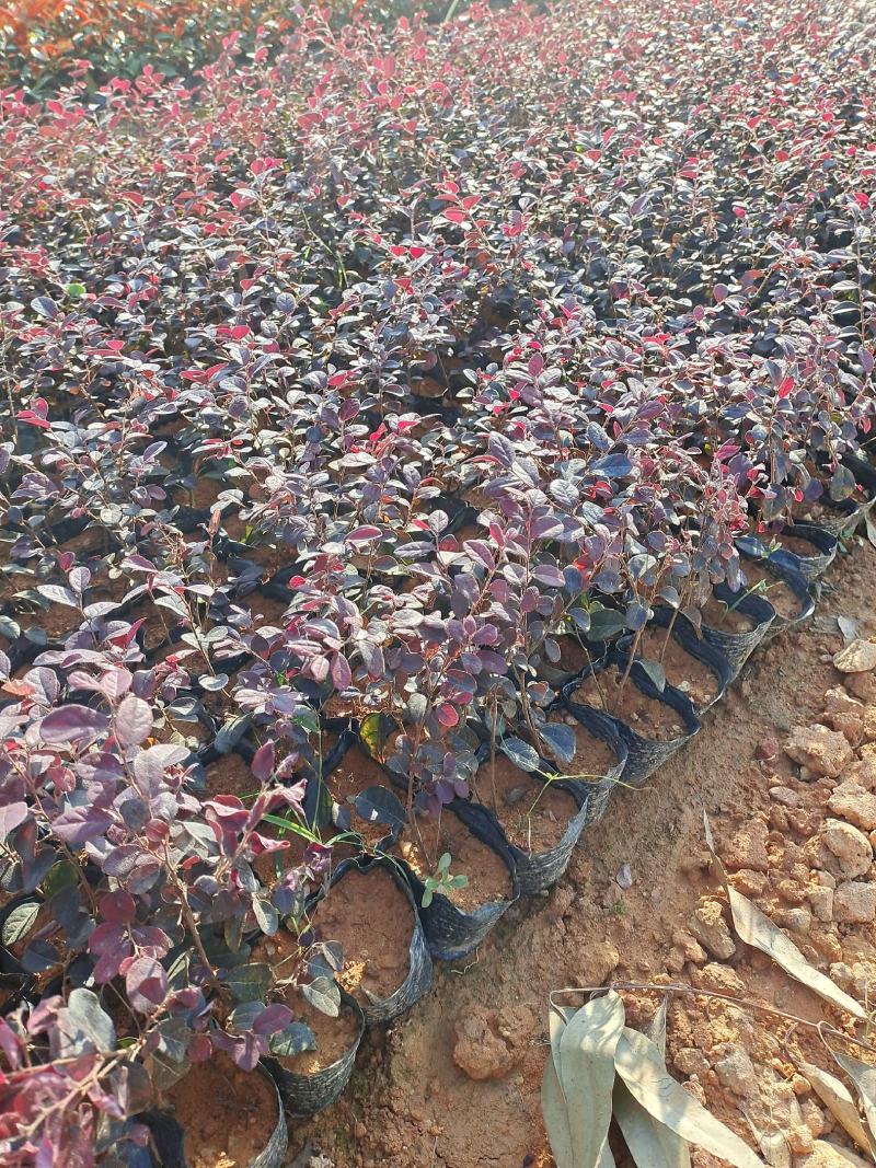 红继木，双面红，红花继木优质地被袋苗品类多