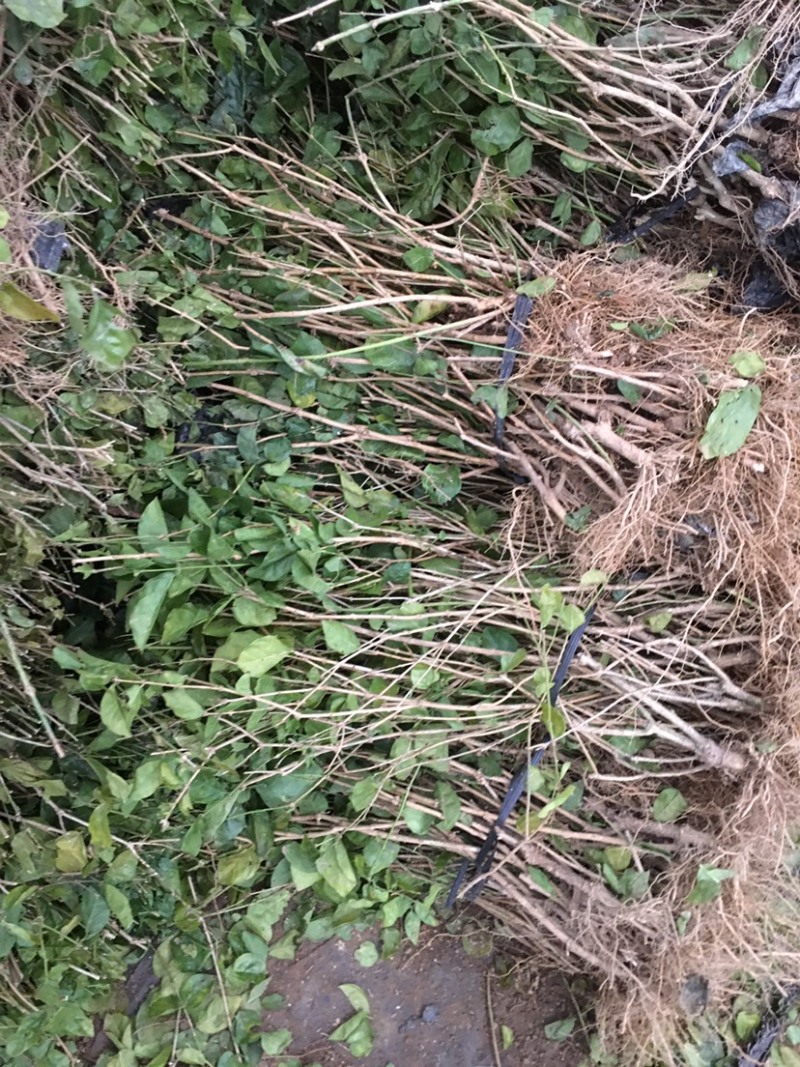 茉莉花绿植花卉阳台茉莉花盆栽四季开花庭院驱蚊观花植物