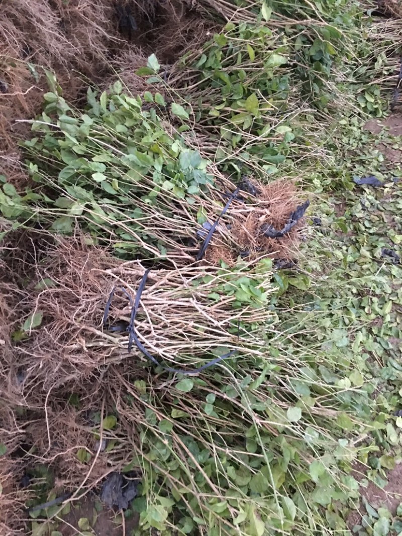 茉莉花绿植花卉阳台茉莉花盆栽四季开花庭院驱蚊观花植物