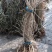 凌霄花苗盆栽四季爬墙藤本植物美国炮仗大花浓香庭院阳台老桩
