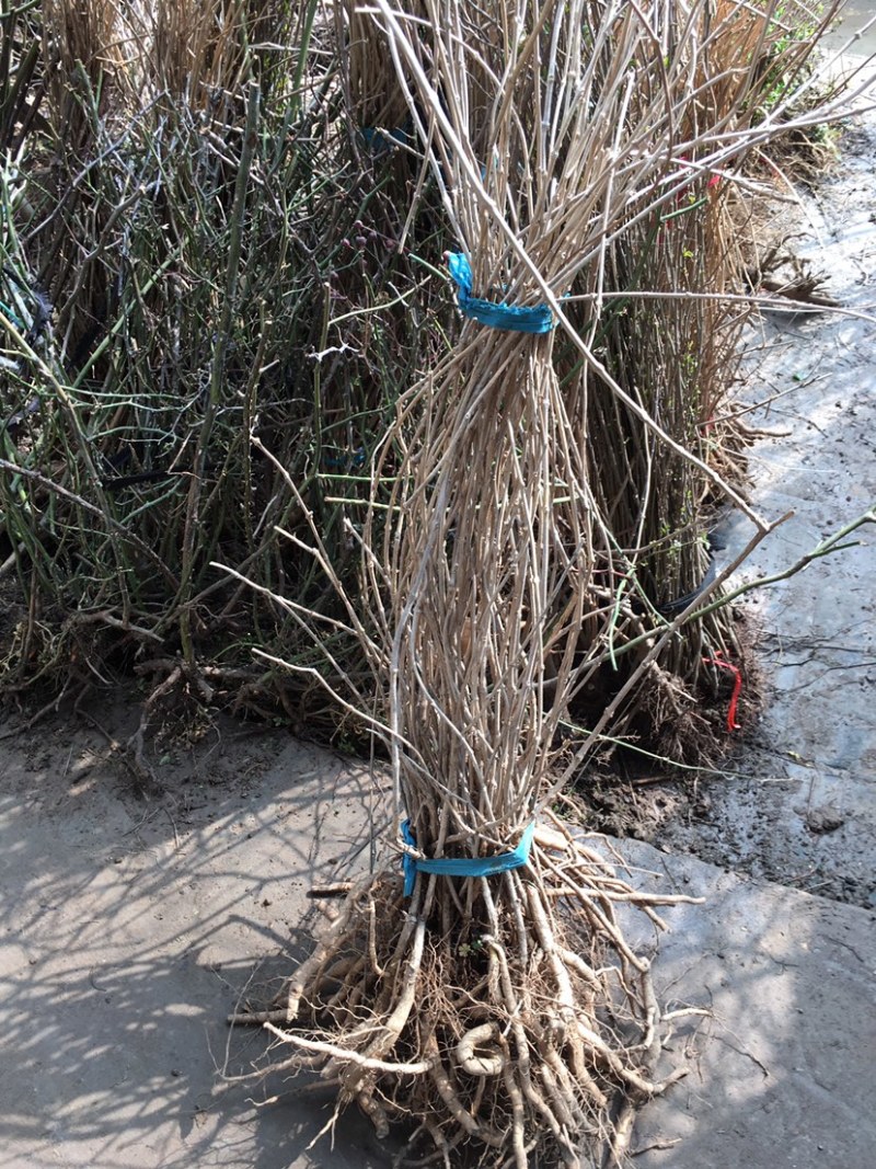 凌霄花苗盆栽四季爬墙藤本植物美国炮仗大花浓香庭院阳台老桩