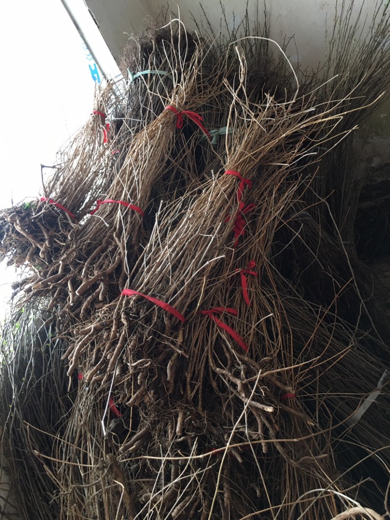 凌霄花苗盆栽四季爬墙藤本植物美国炮仗大花浓香庭院阳台老桩