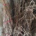 凌霄花苗盆栽四季爬墙藤本植物美国炮仗大花浓香庭院阳台老桩