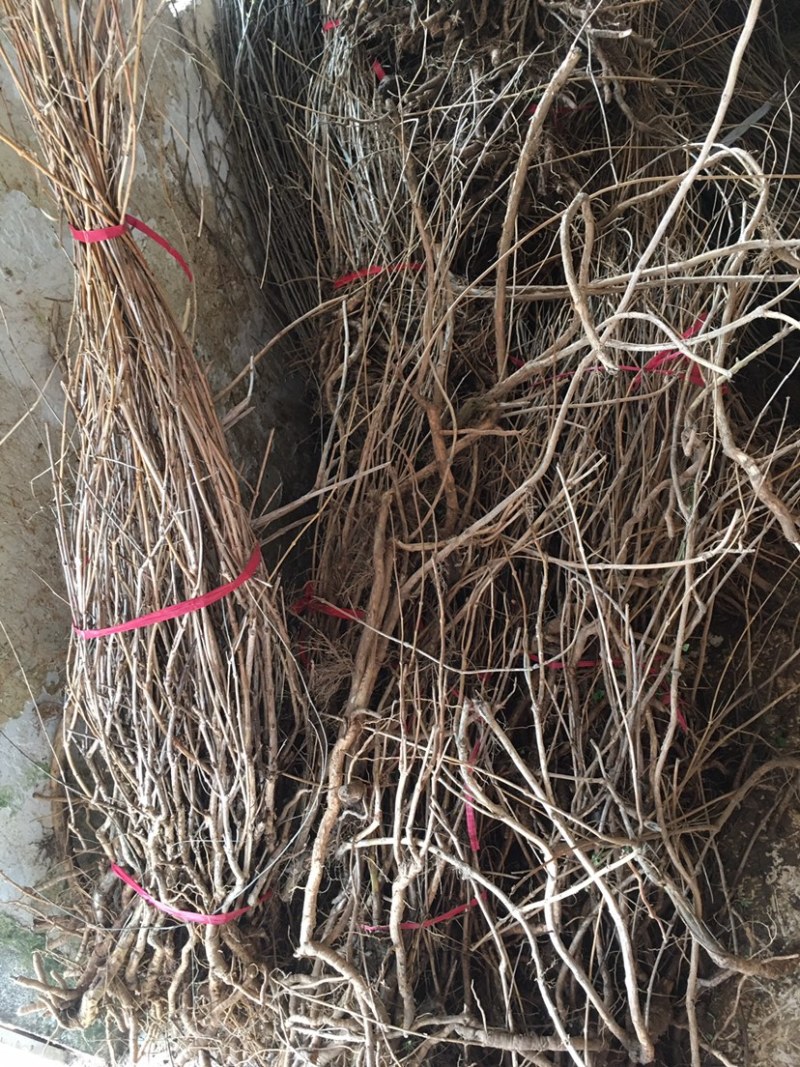 凌霄花苗盆栽四季爬墙藤本植物美国炮仗大花浓香庭院阳台老桩
