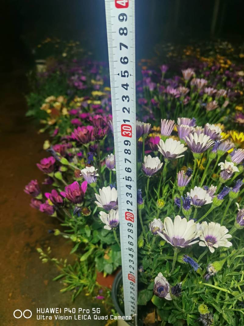 南非万寿菊，自产自销，基地长年有货，欢迎订购