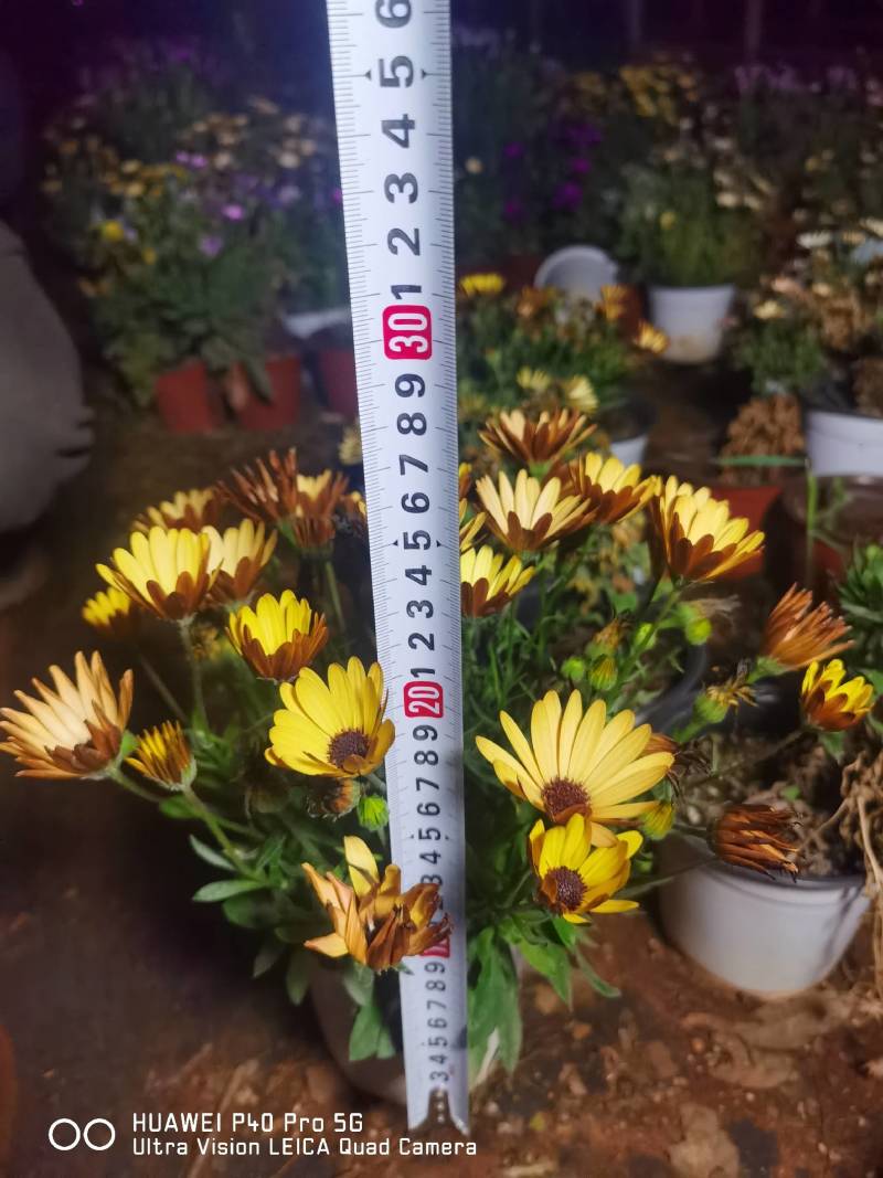 南非万寿菊，自产自销，基地长年有货，欢迎订购