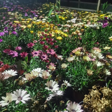 南非万寿菊，自产自销，基地长年有货，欢迎订购