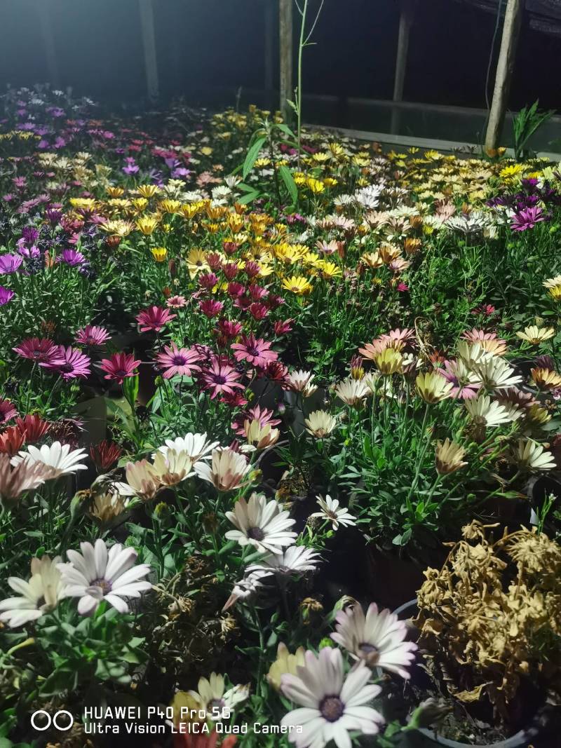 南非万寿菊，自产自销，基地长年有货，欢迎订购