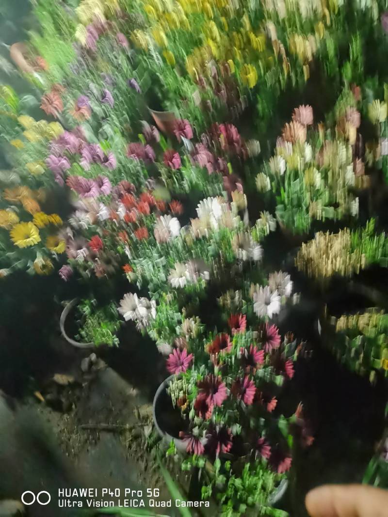 南非万寿菊，自产自销，基地长年有货，欢迎订购