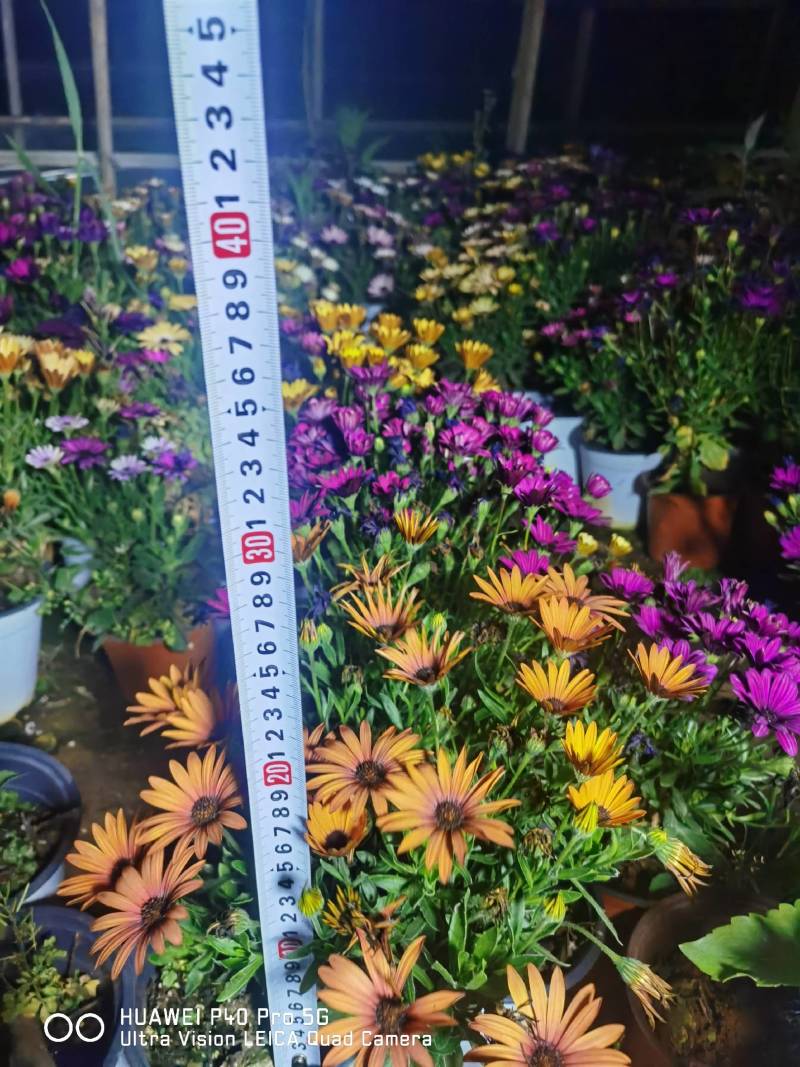 南非万寿菊，自产自销，基地长年有货，欢迎订购
