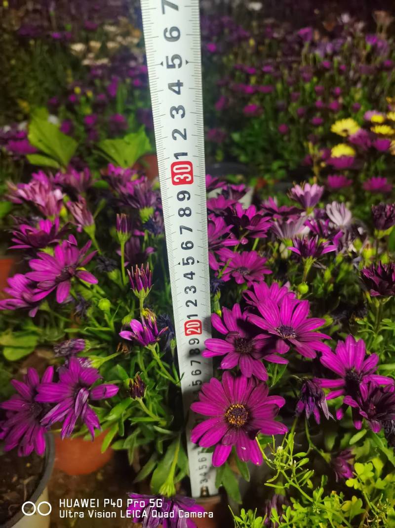 南非万寿菊，自产自销，基地长年有货，欢迎订购