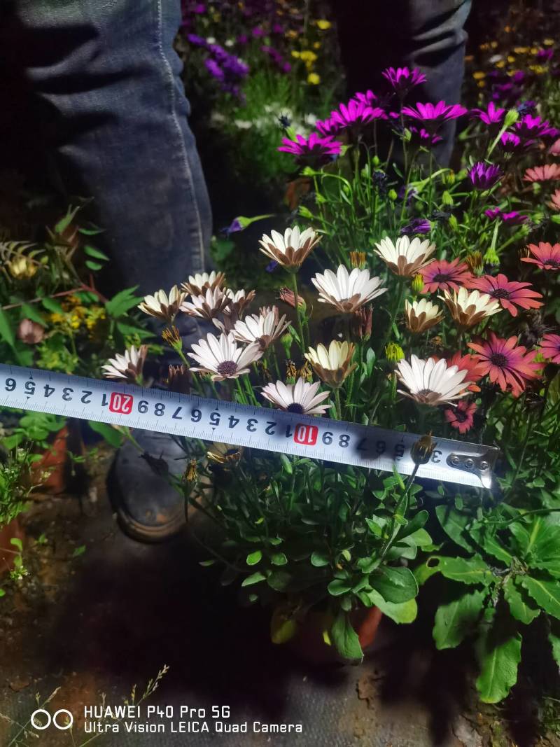 南非万寿菊，自产自销，基地长年有货，欢迎订购