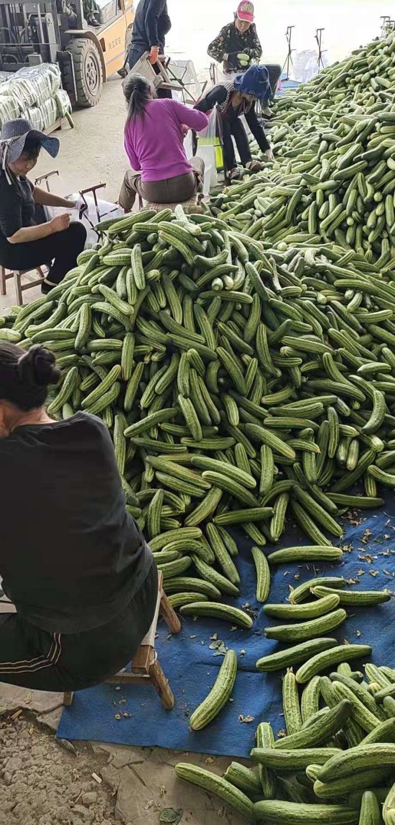 黄瓜每天可以出货30万斤