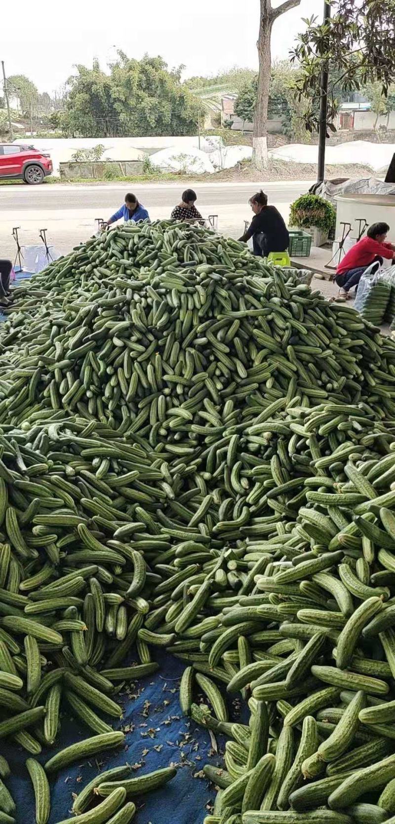 黄瓜每天可以出货30万斤