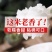 农场种植水稻，常年供应！