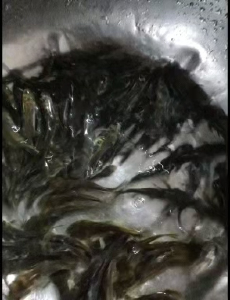 黄骨鱼苗黄辣丁鱼场直供品种优良，欢迎实地看
