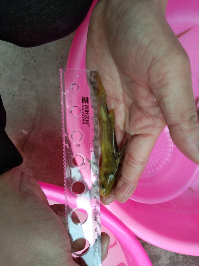黄骨鱼苗黄辣丁鱼场直供品种优良，欢迎实地看