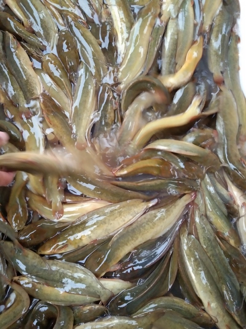 塘鲺鱼苗，本地三黄塘角鱼苗，鱼场直批，质量保证。