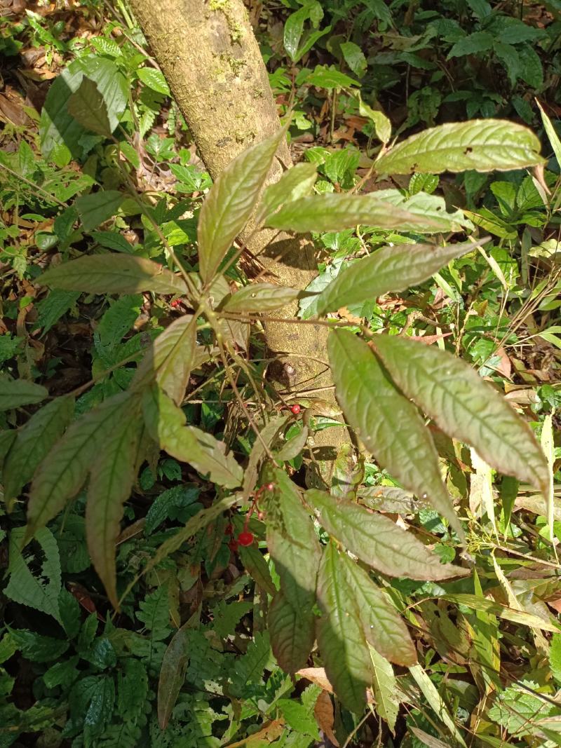 朱砂根，有三个品种
