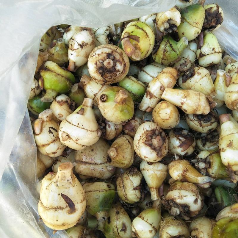 毛慈菇去须带洗干净种苗