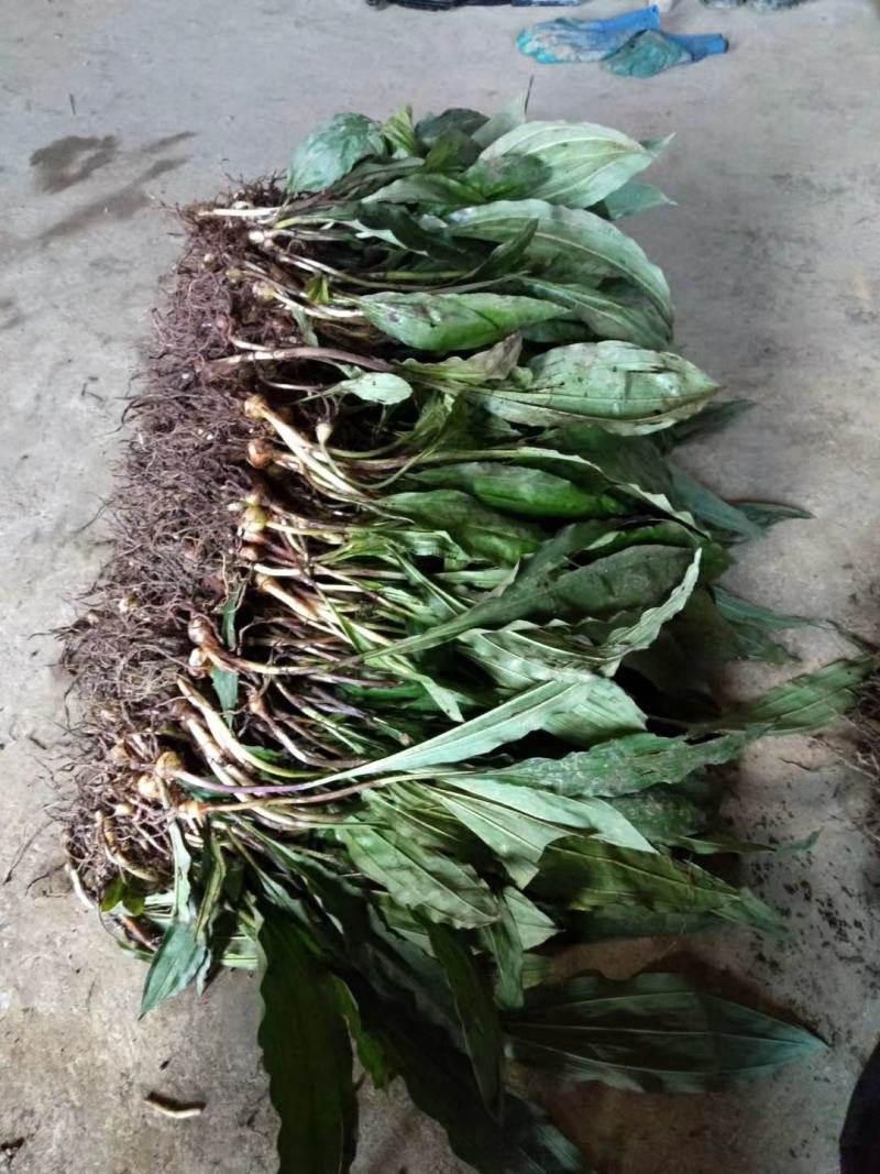 毛慈菇去须带洗干净种苗